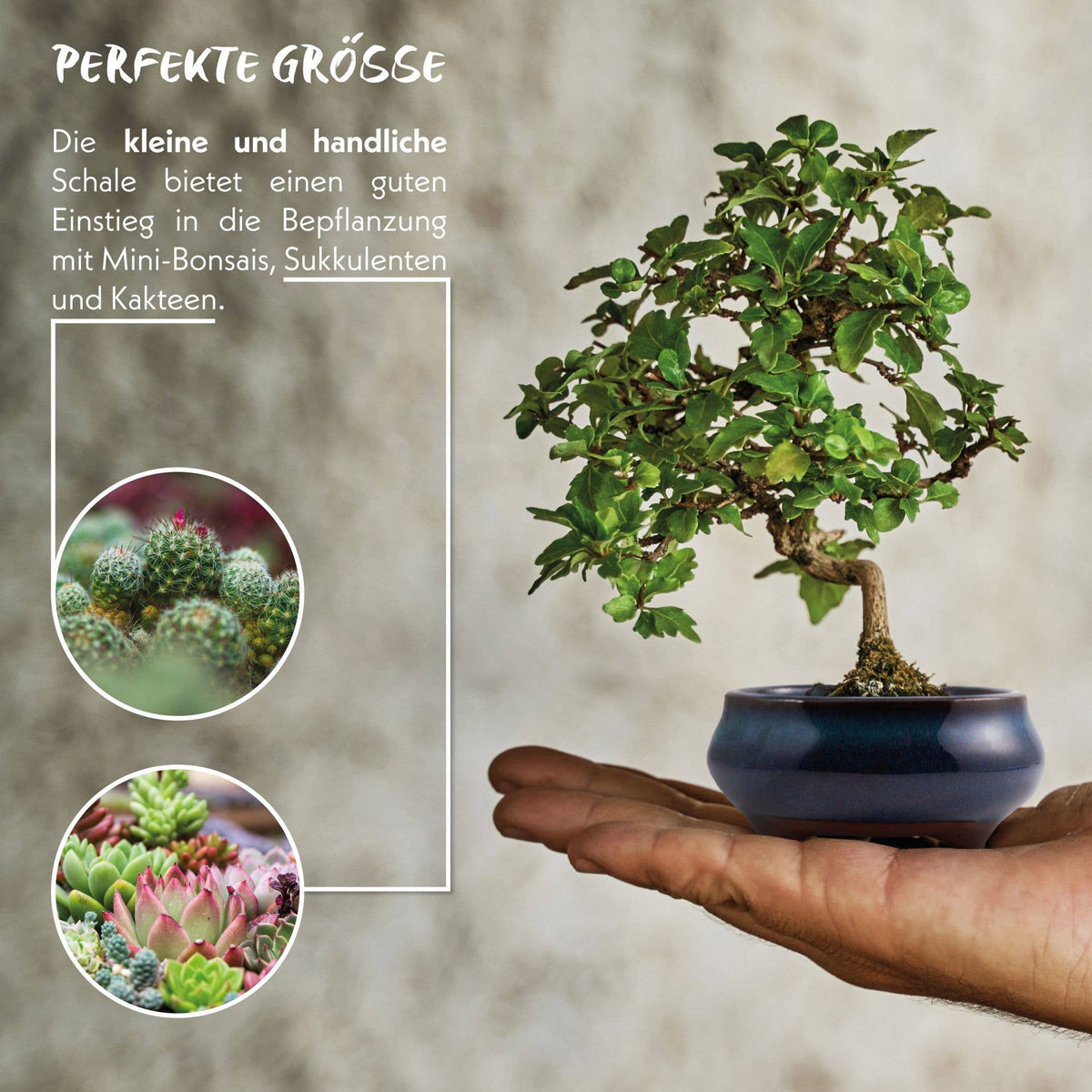 Ceramic bonsai bowls (small) - various sizes
