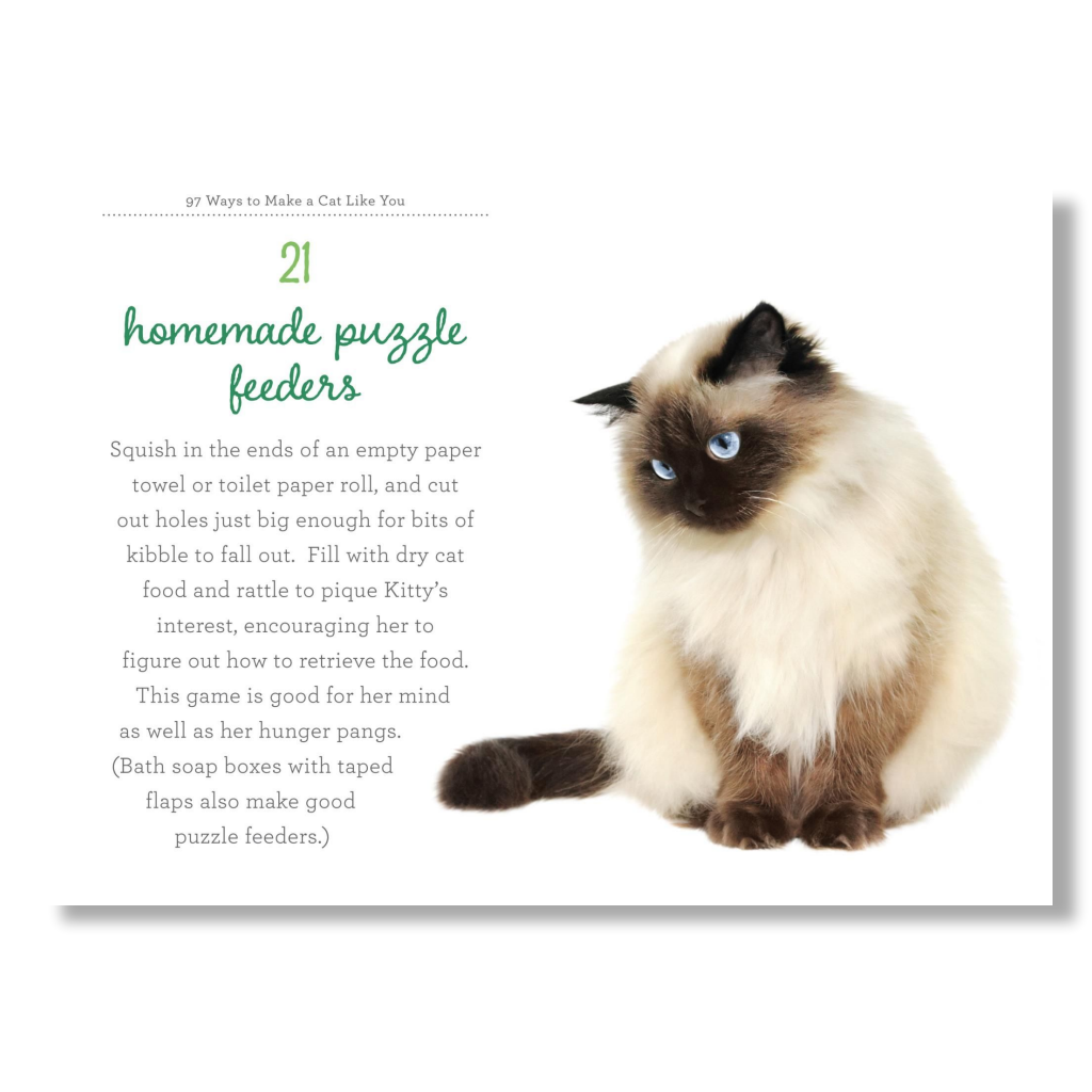 97 Ways to Make Your Cat Like You - B Cool 2